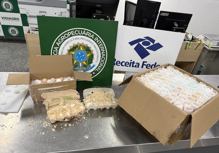 Mapa intercepta ovos embrionados sem certificação sanitária no Aeroporto do Galeão