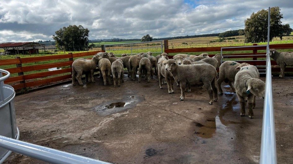 Prova avalia desempenho produtivo e potencial genético de ovinos reprodutores da raça Corriedale
