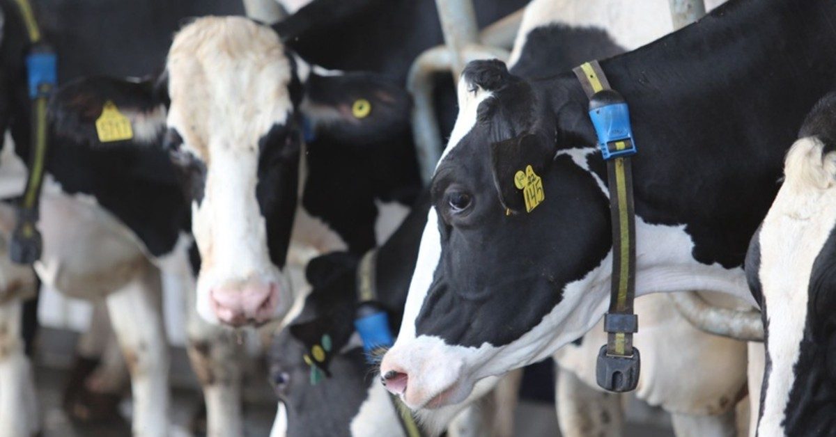 Uso de sistemas de monitoramento da MSD Saúde Animal cresce 162% em três anos