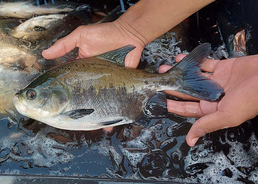Protocolo identifica risco de contaminação entre viveiros de peixes de uma mesma bacia hidrográfica