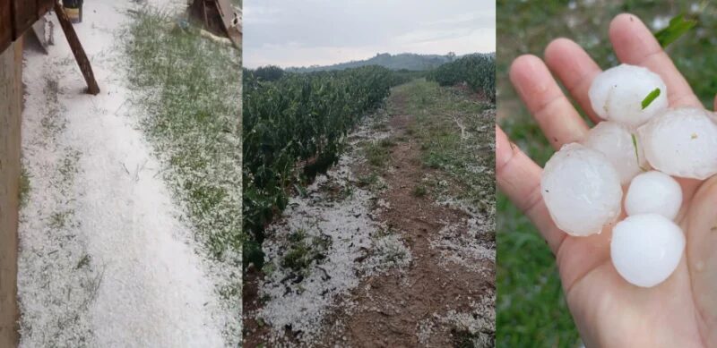 Chuva de granizo atinge cafezais e causa prejuízos no Sul de Minas