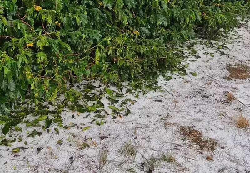 Advogado aponta direitos imediatos a produtores rurais afetados por temporal e granizo no Sul de Minas