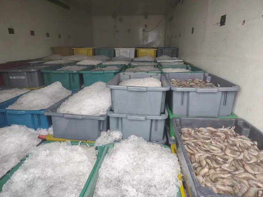 Fiscalização apreende 305 caixas de camarão com valor estimado em R$ 91,5 mil