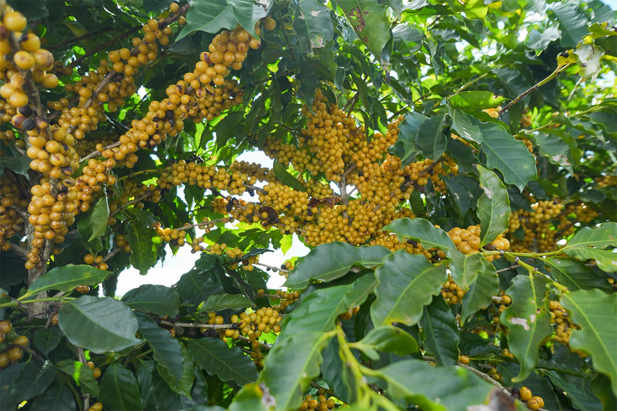 Cerrado Mineiro: colheita de café chega a 18% na área da Expocacer