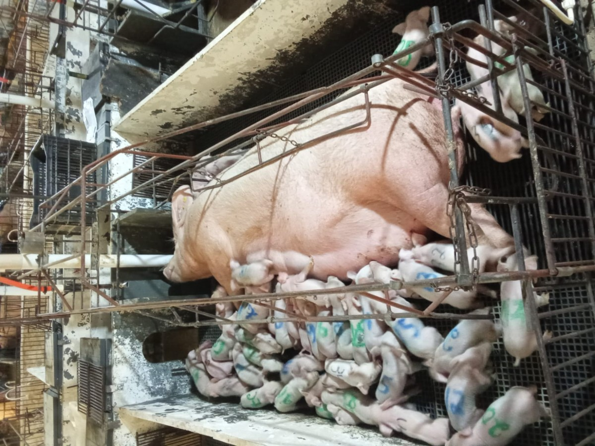 Impressionante: Granja em Piedade de Ponte Nova registra o nascimento de 46 leitões vivos