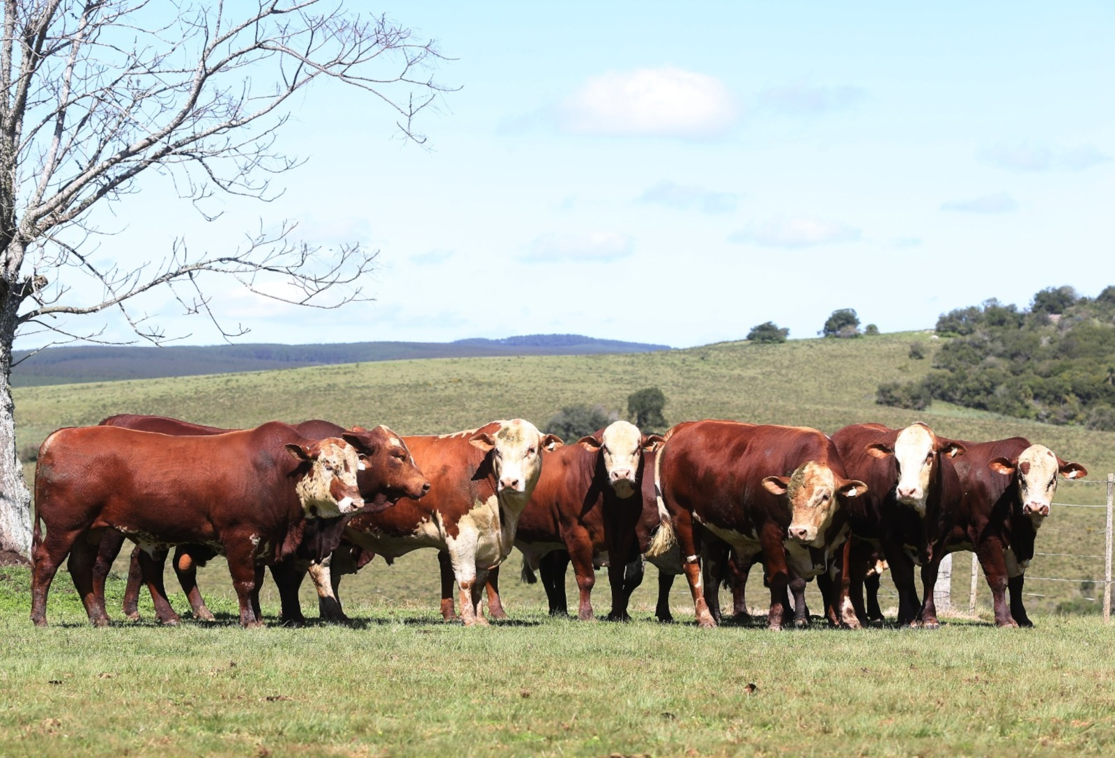 Programa com sêmen Hereford e Braford atinge 72% de prenhez em Dom Feliciano
