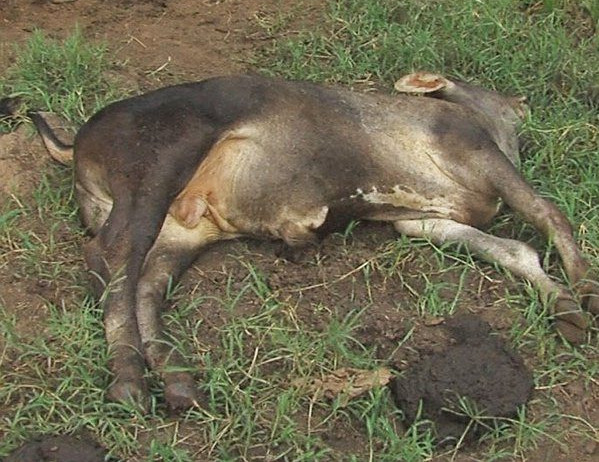 Manqueira no pasto: como o carbúnculo pode derrubar seus bezerros da noite para o dia