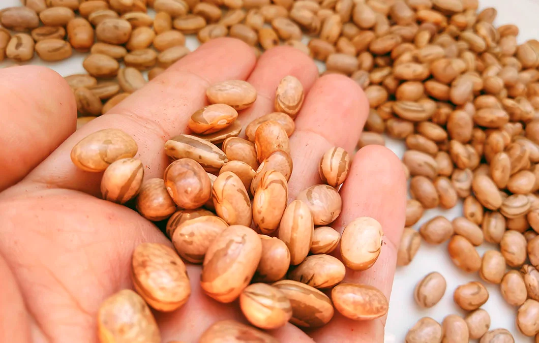 De onde vem o feijão do seu prato? Conheça o brasileiro que criou a variedade mais consumida no país