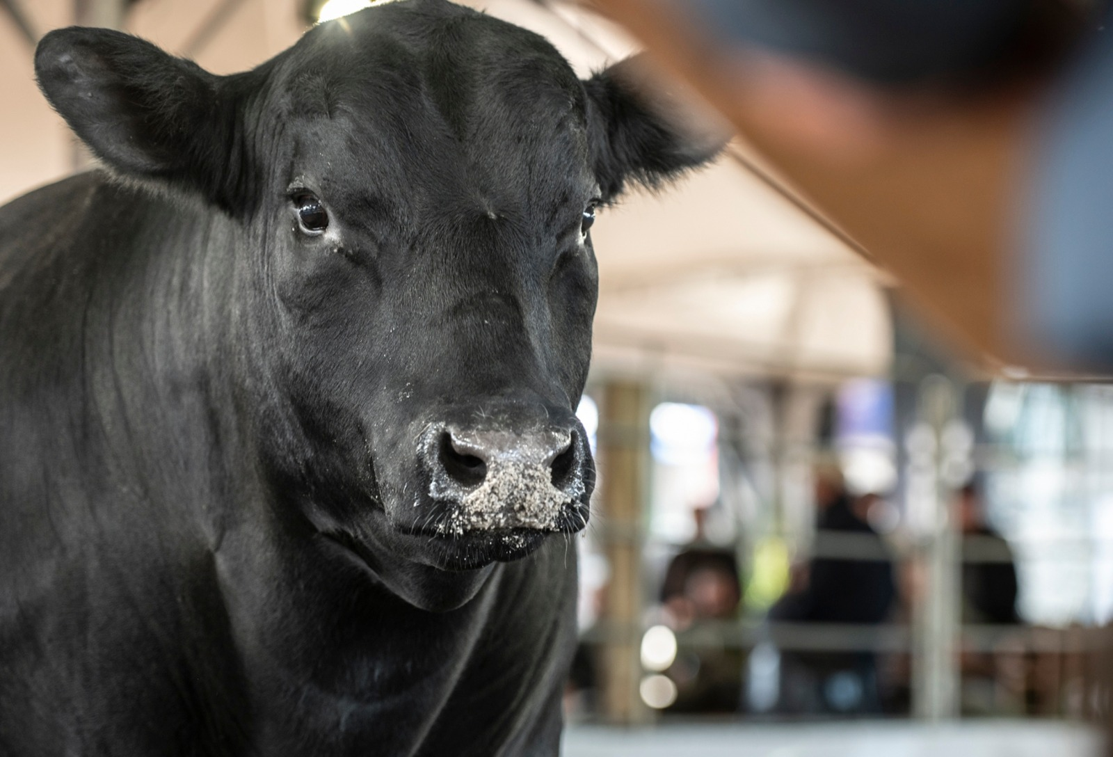 Arena dos Campeões aproxima público das técnicas de seleção animal durante a Fenagen