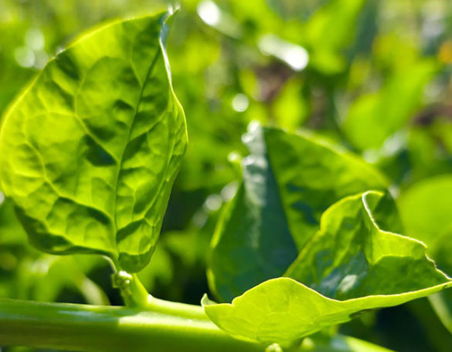 Embrapa lança primeiras cultivares de hortaliças não convencionais