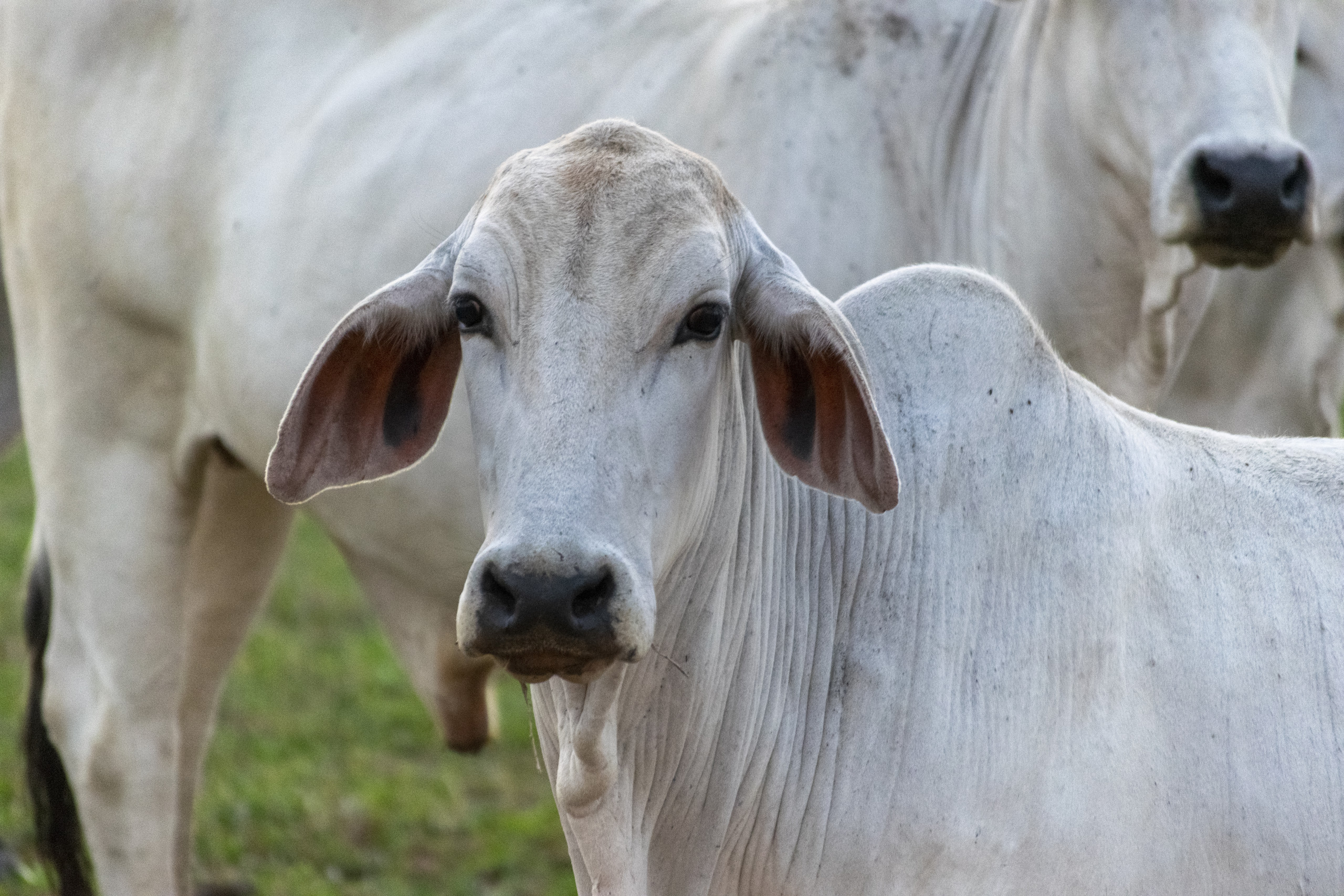 Brasil ocupa posição estratégica na produção mundial de alimentos, com o maior rebanho comercial bovino do mundo e liderança nas exportações de carne bovina. FreePik