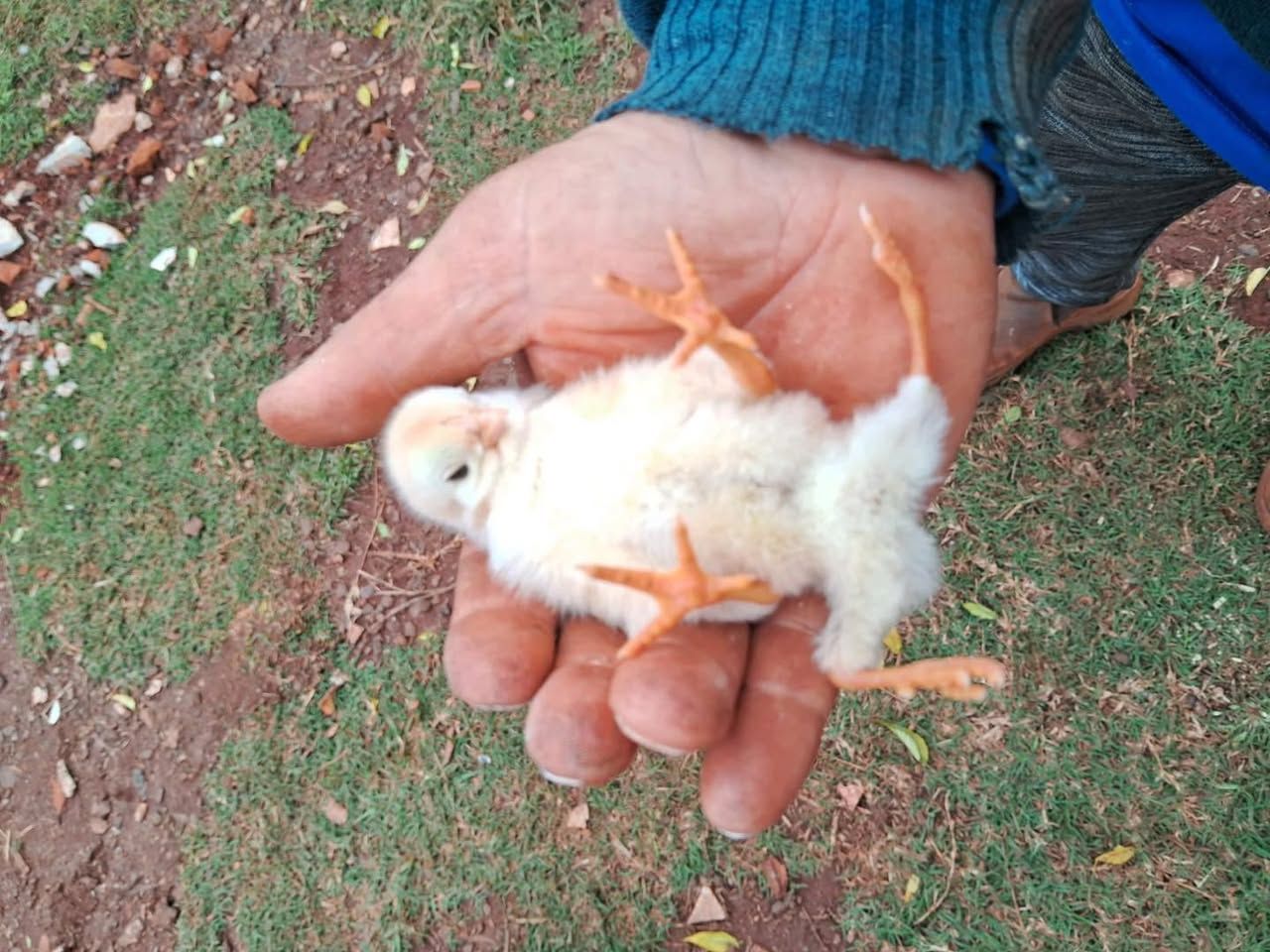 pintinho nasce com quatro patas