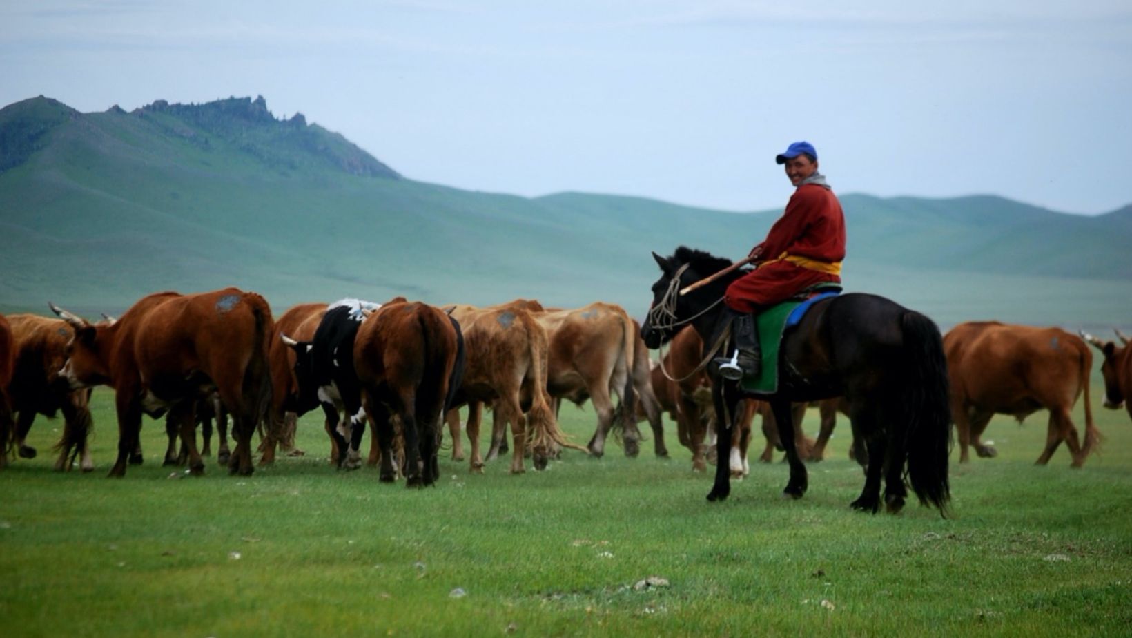 vaqueiro tocando gado Mongol na Mongolia